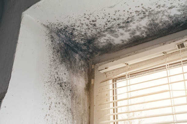 Affordable Mold Removal solutions in Seaford, VA